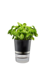Herb Pot - BOTANICO  18920