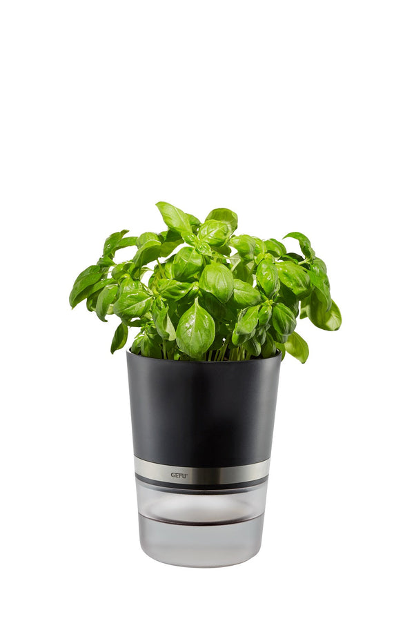 Herb Pot - BOTANICO  18920