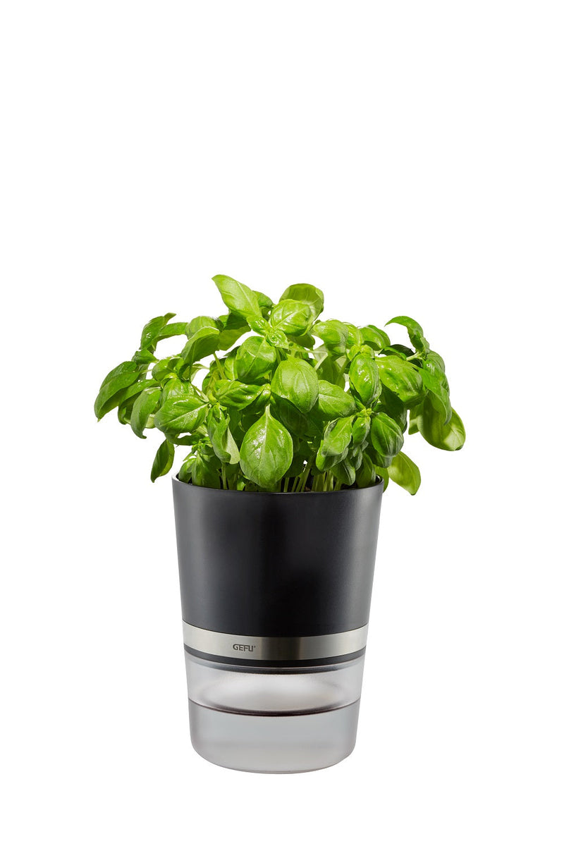 Herb Pot - BOTANICO  18920